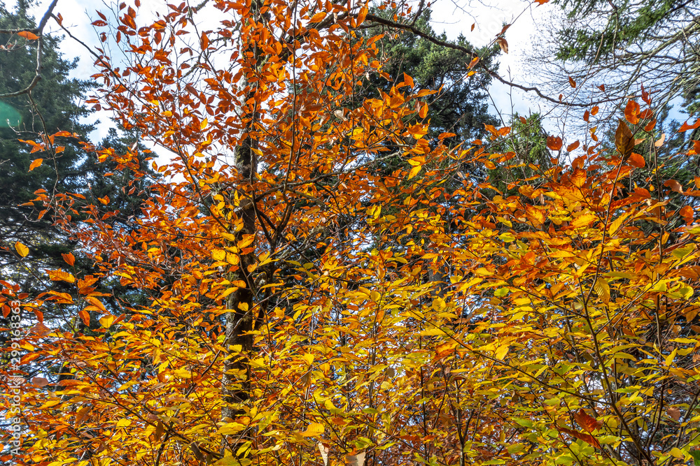 Trees with yellow leaves in park. Trees with yellow leaves in park.