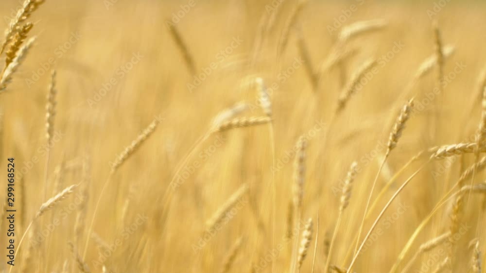 Close up of yellow barley plants in a wheat field at sunset
