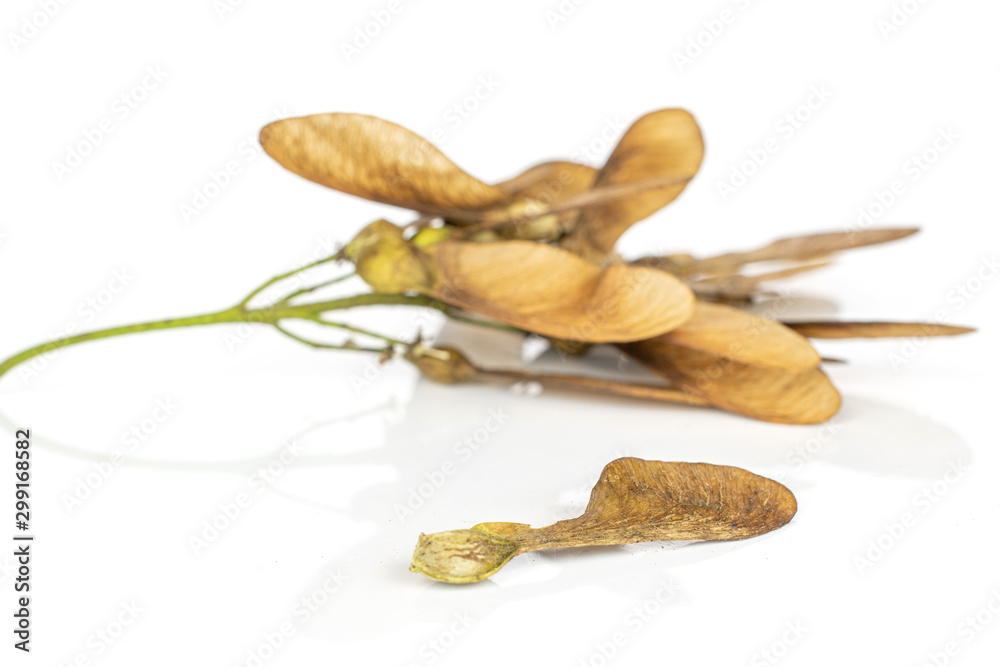 Lot of whole light brown winged achene samara heap isolated on white background Lot of whole light brown winged achene samara heap isolated on white background