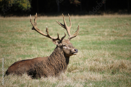 Red deer stag lying down