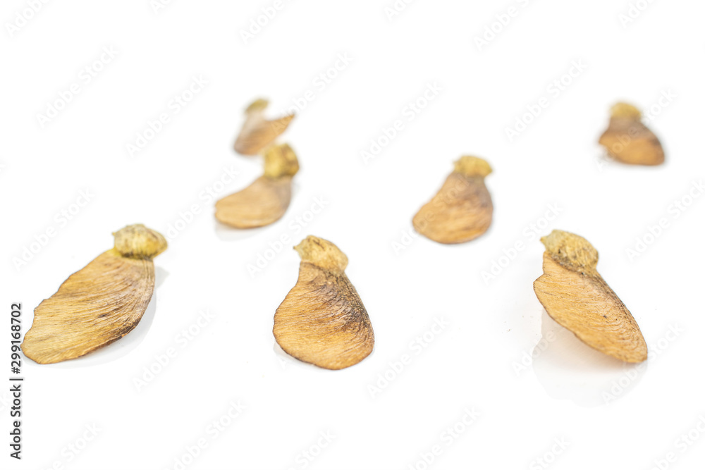 Fototapeta premium Group of seven whole brown winged achene samara isolated on white background