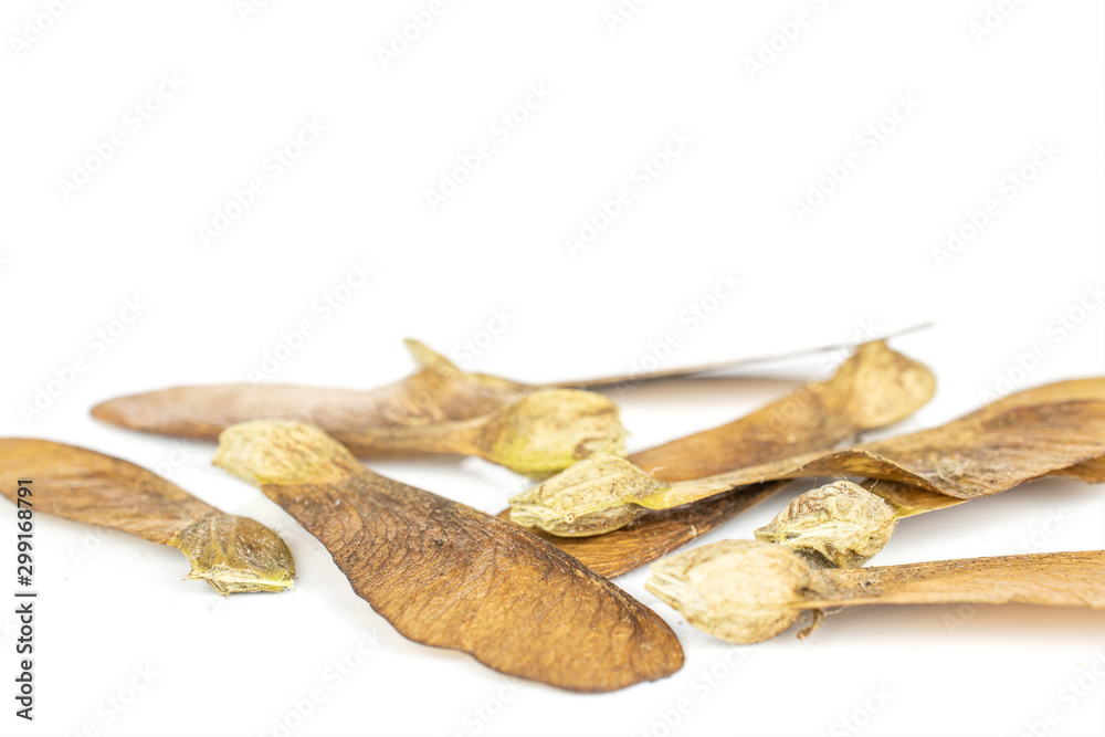 Lot of whole disordered brown winged achene samara front focus isolated on white background Lot of whole disordered brown winged achene samara front focus isolated on white background