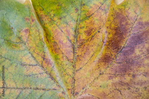 Close-up of autumn leaf  beautiful texture - green  yellow  orange and brown gradient color. Fall background concept