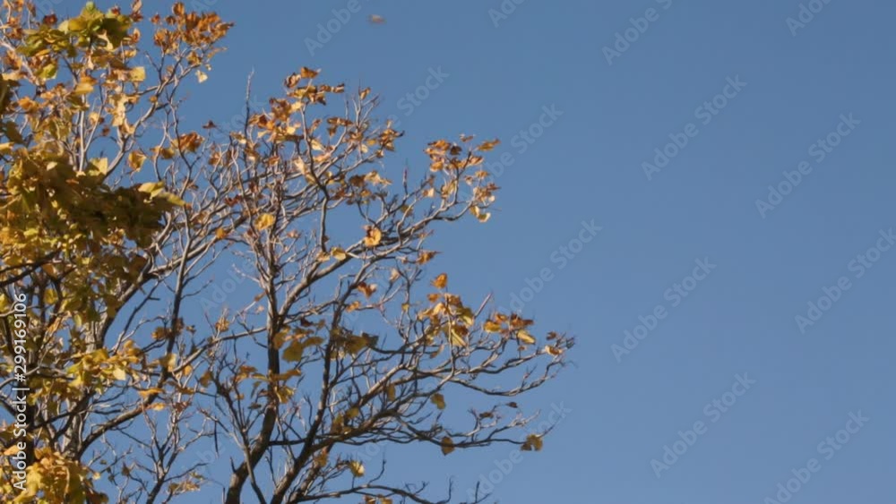 A tree top full of dry autumn leaves blows in the wind. A single leaf falls and and is carried up into the sky. A tree top full of dry autumn leaves blows in the wind. A single leaf falls and and is carried up into the sky.
