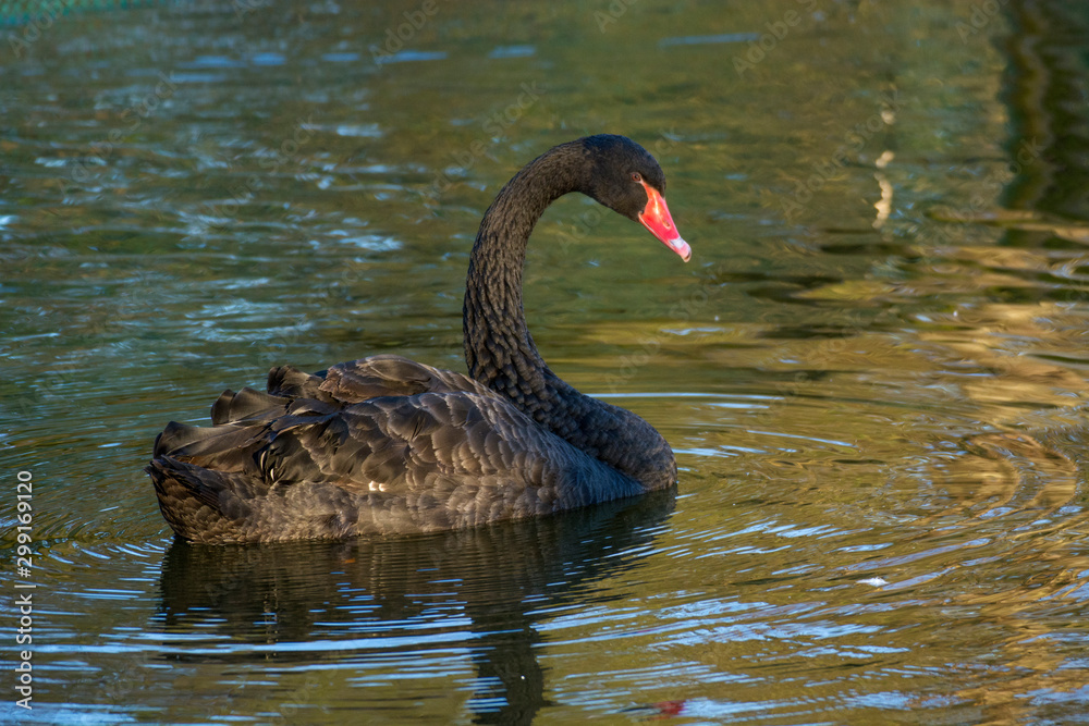 Fototapeta premium Swan 20