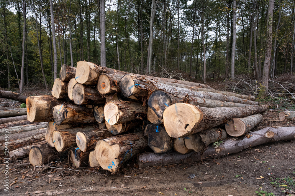 rons d'arbres coupés en forêt