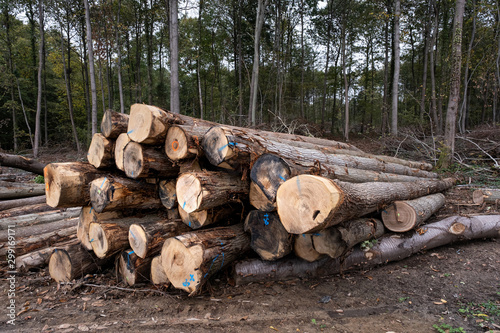 rons d'arbres coupés en forêt photo