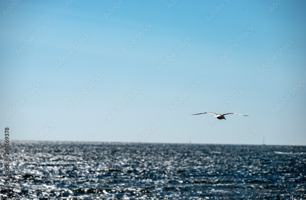 Fototapeta premium bird at the sea, norrland, sweden
