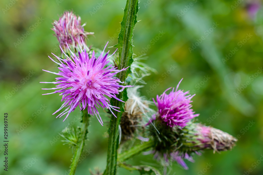 The blooming medicinal plant burdock or edible burdock flowers (arctium lappa, gobo, edible burdock, happy major, beggar's buttons, thorny, burr, greater burdock). The blooming medicinal plant burdock or edible burdock flowers (arctium lappa, gobo, edible burdock, happy major, beggar's buttons, thorny, burr, greater burdock).