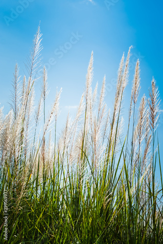 Reed in Nature Blooming