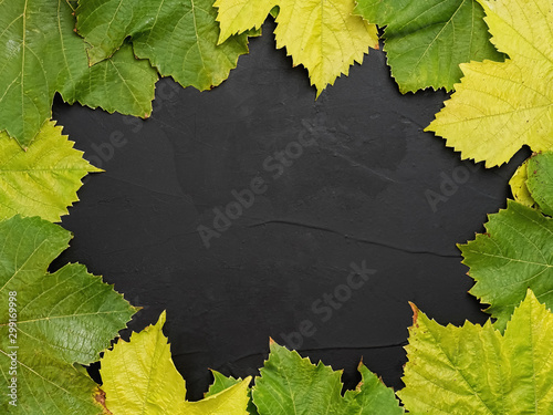 Autumn green and yellow grape leaves laid out in a circle on a black concrete background. View from above. Copy space