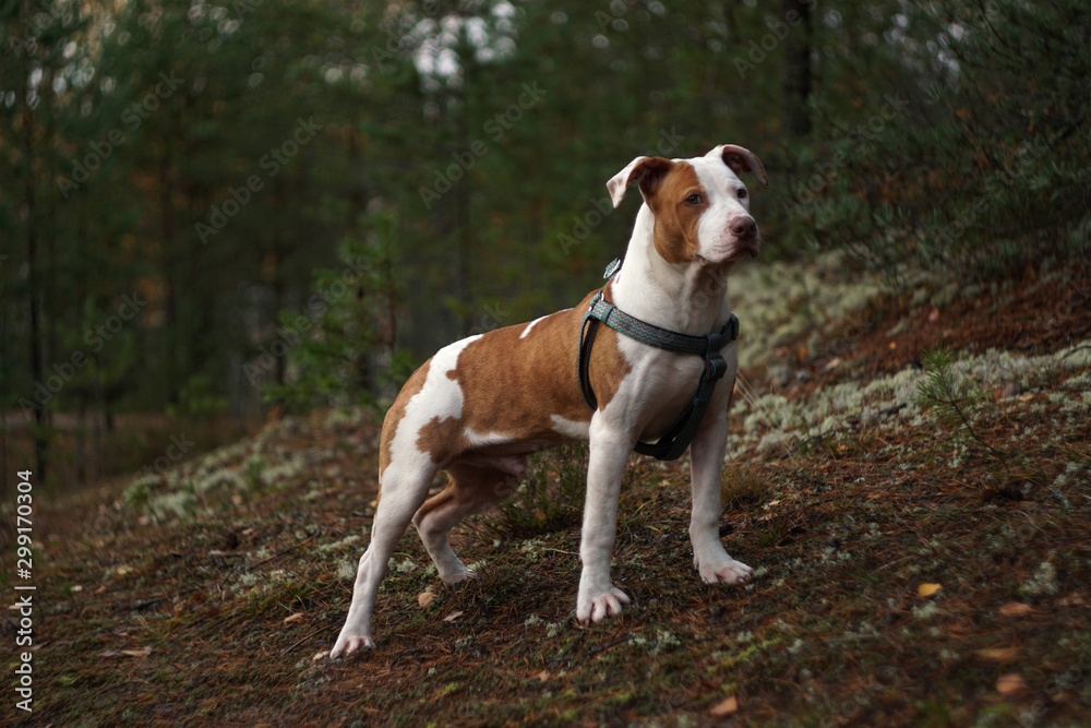 dog in the forest