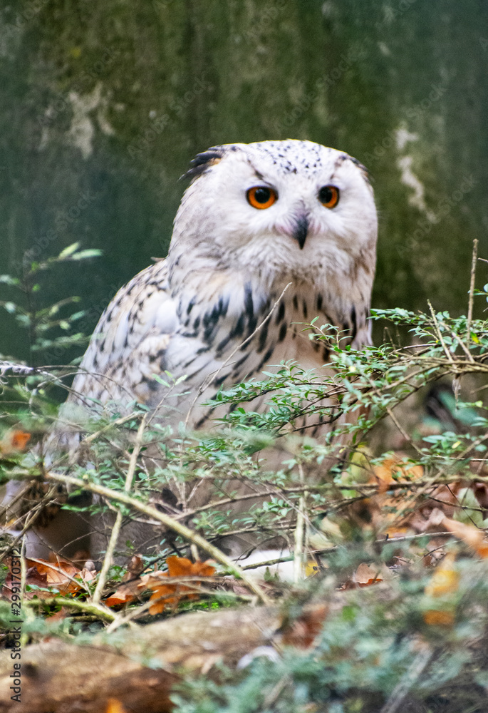 Fototapeta premium a rare snowy owl standing onn a branch