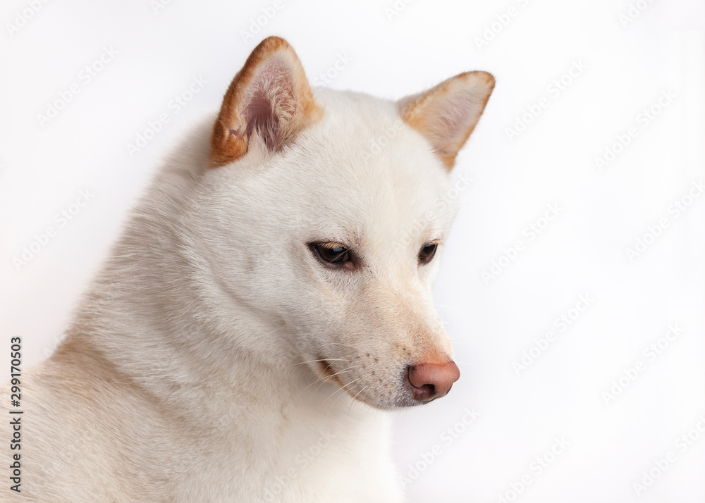 white shiba inu dog on white background white shiba inu dog on white background