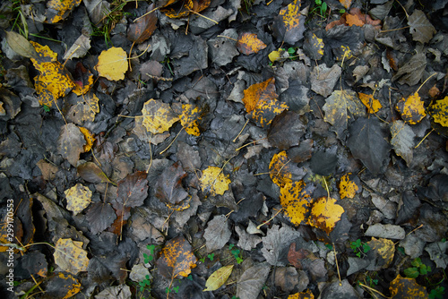 Tapis de feuille morte, arrière plan