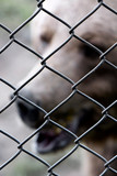 Brown bear in detention and protection