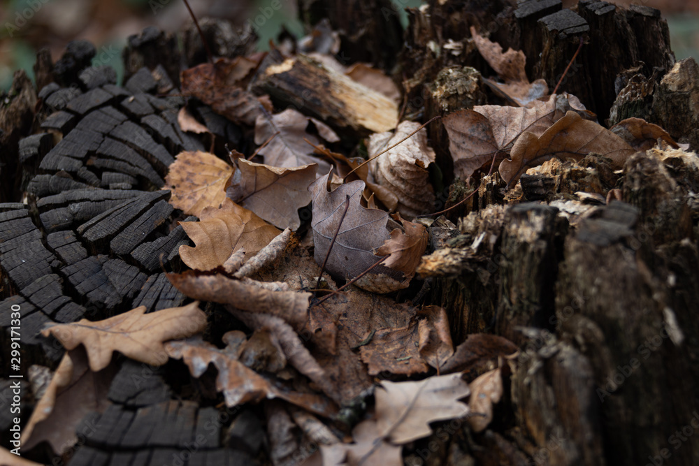 Old oak leaves on a charred stump