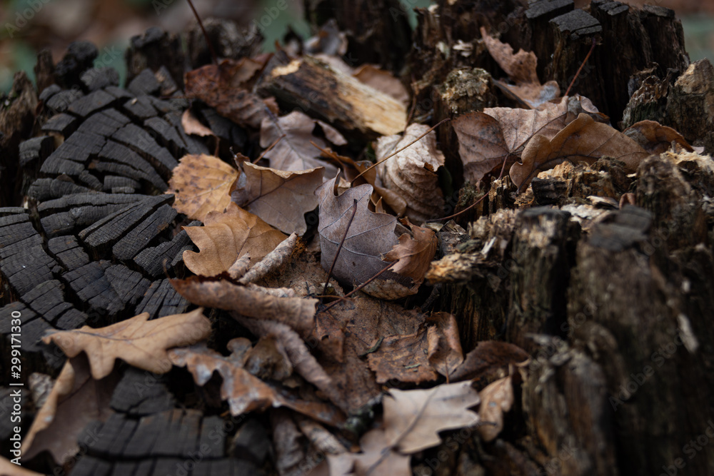 Old oak leaves on a charred stump Old oak leaves on a charred stump