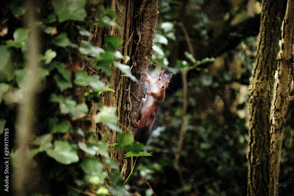 red squirrel