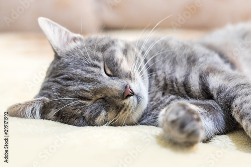 Portrait of grey cat sleeping on towel