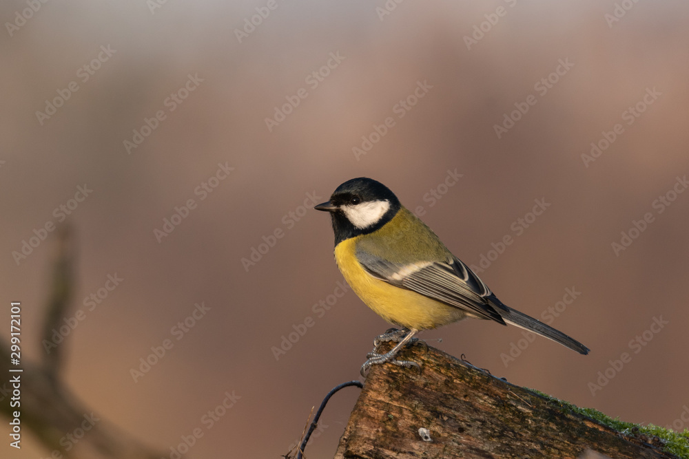 Fototapeta premium Beautiful nature scene with Great tit (Parus major). Wildlife shot of Great tit (Parus major) on branch. Great tit (Parus major) in the nature habitat.