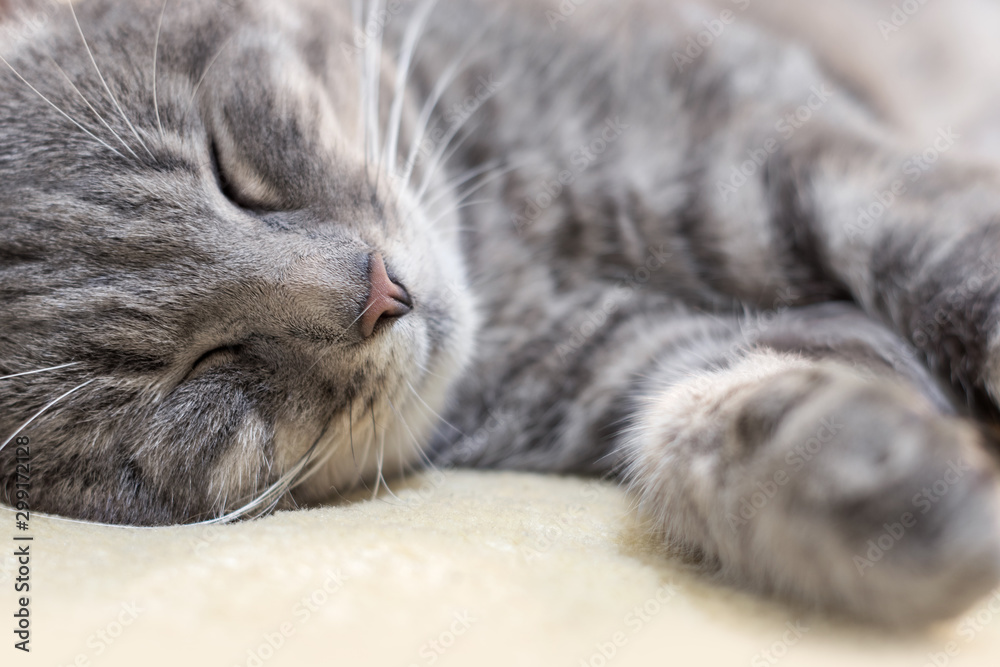 Portrait of grey cat sleeping on towel