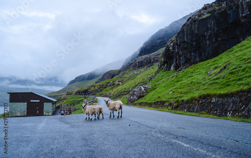 Ovejas en la carretera, Islas Feroe photo