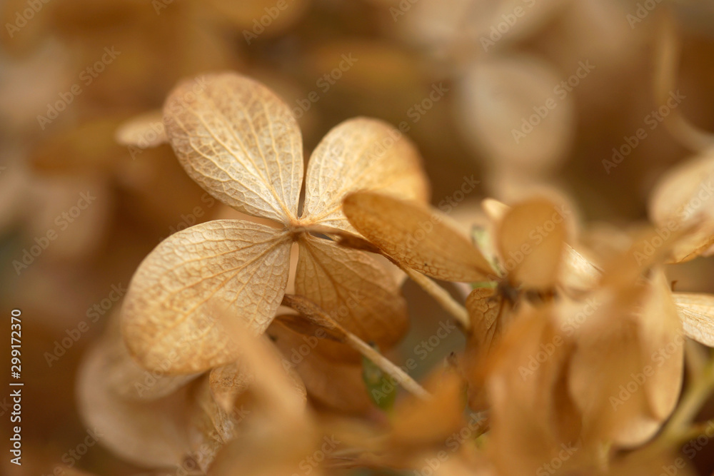 Withered hydrangea flowers in the autumn in the garden Withered hydrangea flowers in the autumn in the garden