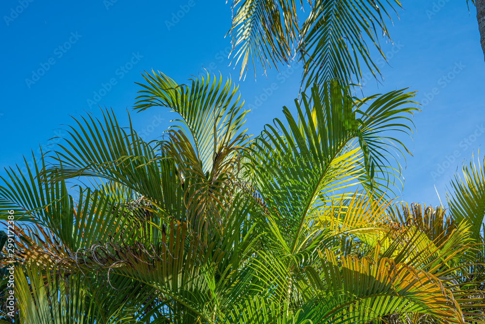 Palm Trees and Blue Skies