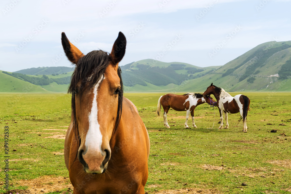 horse jealousy horse jealousy