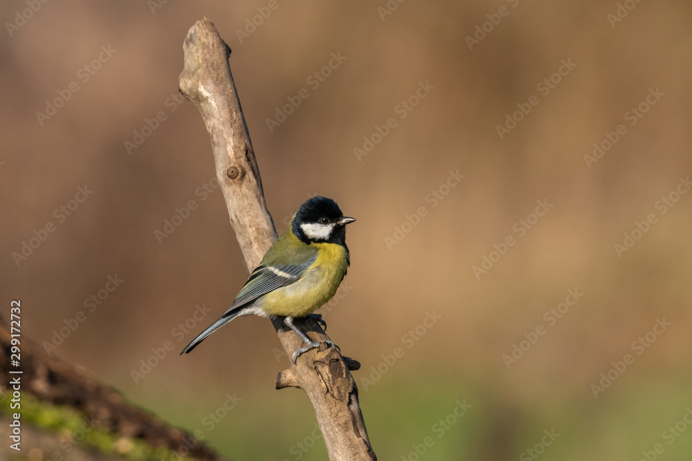 Fototapeta premium Beautiful nature scene with Great tit (Parus major). Wildlife shot of Great tit (Parus major) on branch. Great tit (Parus major) in the nature habitat.