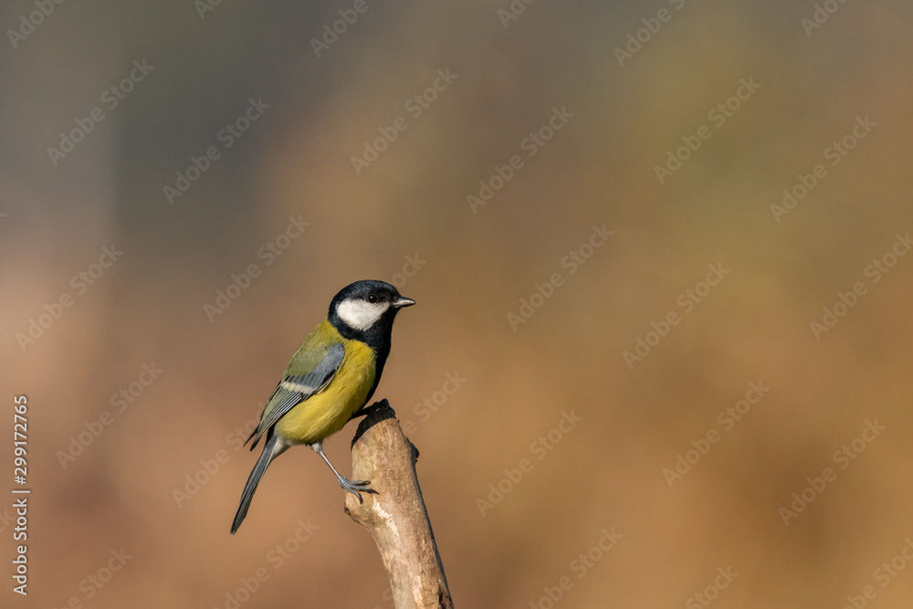 Naklejka premium Beautiful nature scene with Great tit (Parus major). Wildlife shot of Great tit (Parus major) on branch. Great tit (Parus major) in the nature habitat.