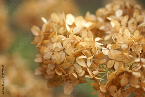 Withered hydrangea flowers in the autumn in the garden