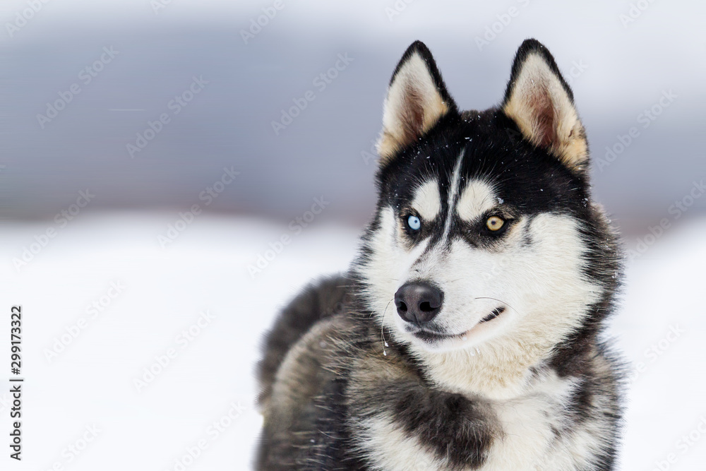 beautiful husky with different eyes on a background of a winter landscape