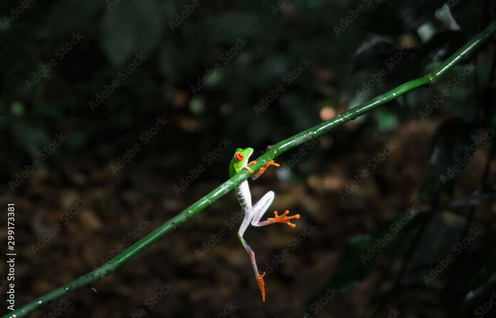 Costa Rican Red Eyed Tree Frog (Agalychnis callidryas). Frogs Heaven, Costa Rica, Central America. Costa Rican Red Eyed Tree Frog (Agalychnis callidryas). Frogs Heaven, Costa Rica, Central America.
