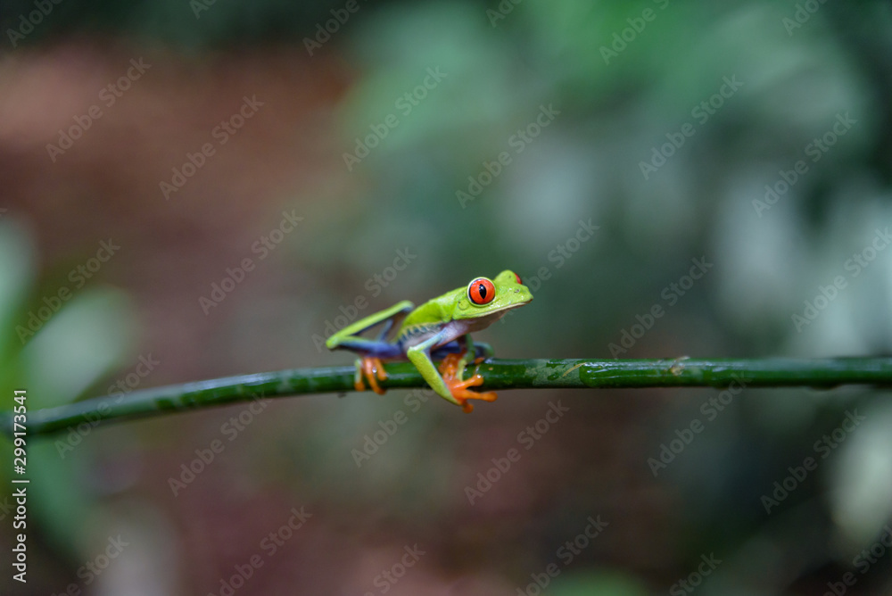 Costa Rican Red Eyed Treefrog (Agalychnis callidryas) on a tree branch. Frogs Heaven, Costa Rica, Central America. Costa Rican Red Eyed Treefrog (Agalychnis callidryas) on a tree branch. Frogs Heaven, Costa Rica, Central America.