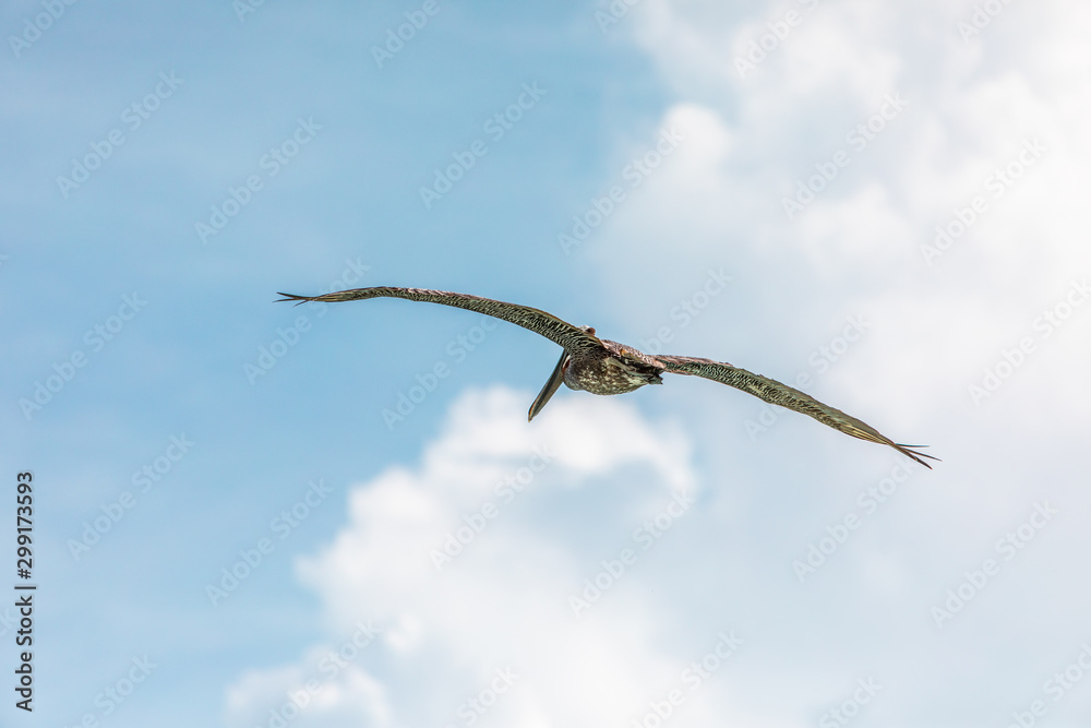 Brown pelican in flight over the blue sea. Island Saona. Brown pelican in flight over the blue sea. Island Saona.