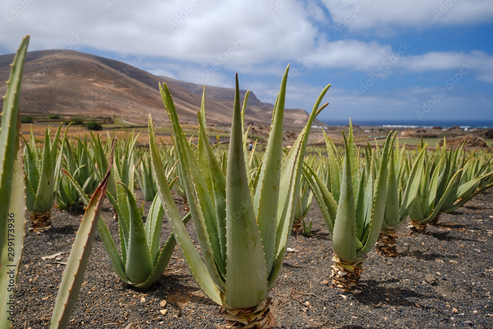 Aloe vera plantation on Lanzarote island foto de Stock | Adobe Stock