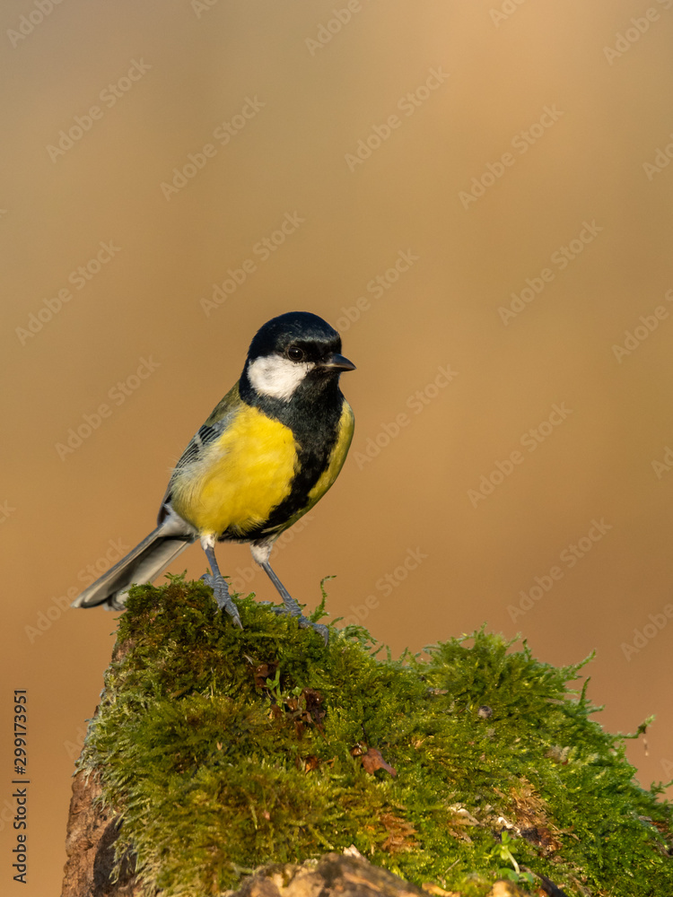 Naklejka premium Beautiful nature scene with Great tit (Parus major). Wildlife shot of Great tit (Parus major) on branch. Great tit (Parus major) in the nature habitat.