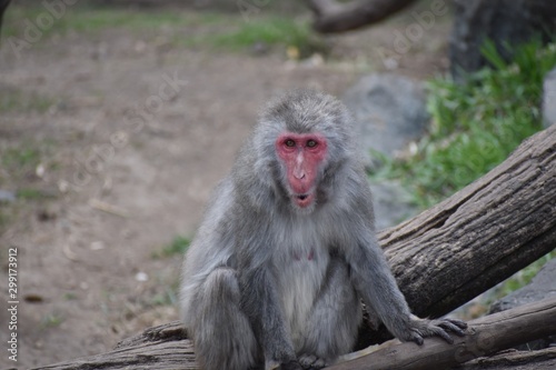 Gray monkey at the zoo with a surprised look 