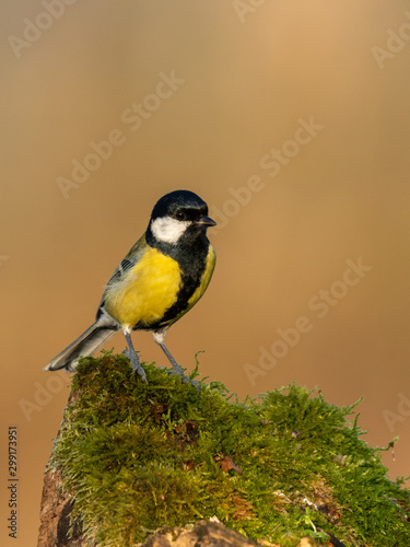 Beautiful nature scene with Great tit (Parus major). Wildlife shot of Great tit (Parus major) on branch. Great tit (Parus major) in the nature habitat.