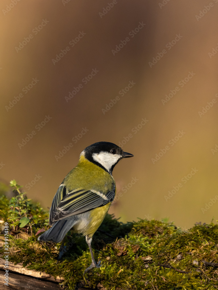 Obraz premium Beautiful nature scene with Great tit (Parus major). Wildlife shot of Great tit (Parus major) on branch. Great tit (Parus major) in the nature habitat.