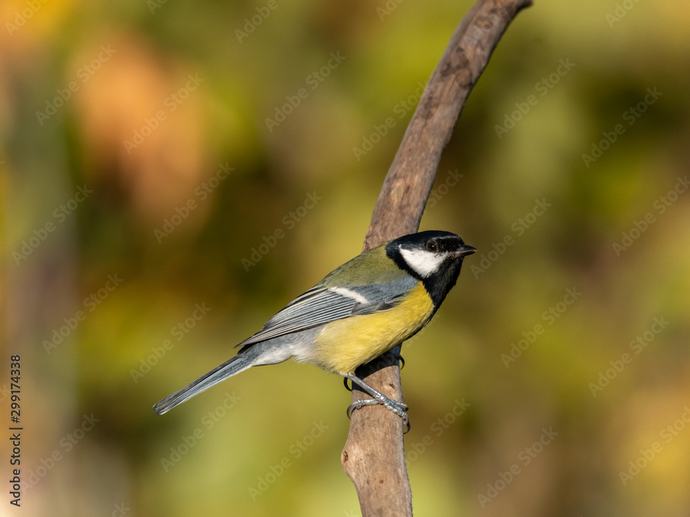 Fototapeta premium Beautiful nature scene with Great tit (Parus major). Wildlife shot of Great tit (Parus major) on branch. Great tit (Parus major) in the nature habitat.