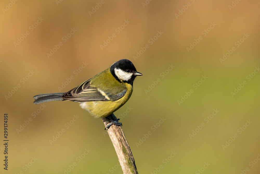 Obraz premium Beautiful nature scene with Great tit (Parus major). Wildlife shot of Great tit (Parus major) on branch. Great tit (Parus major) in the nature habitat.