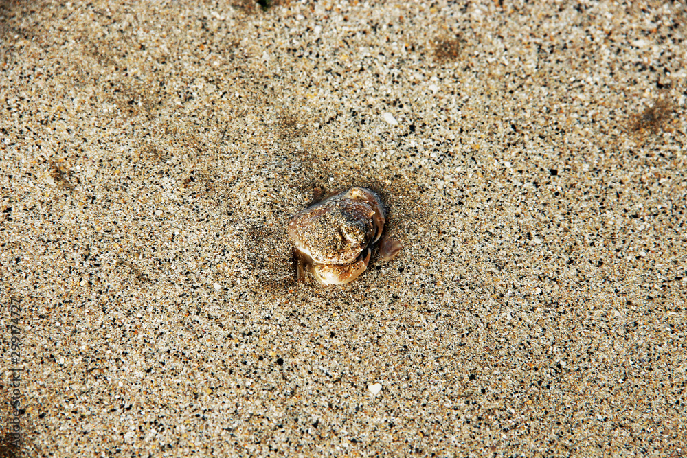 View of a seashell in the beach, partially covered with sand