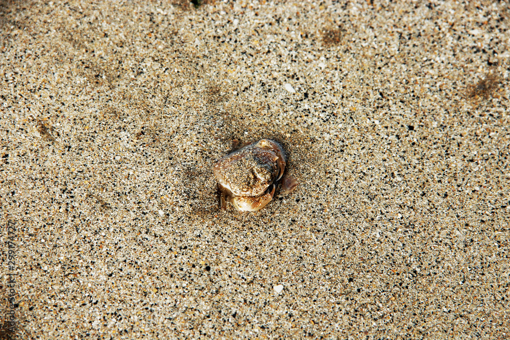 View of a seashell in the beach, partially covered with sand View of a seashell in the beach, partially covered with sand