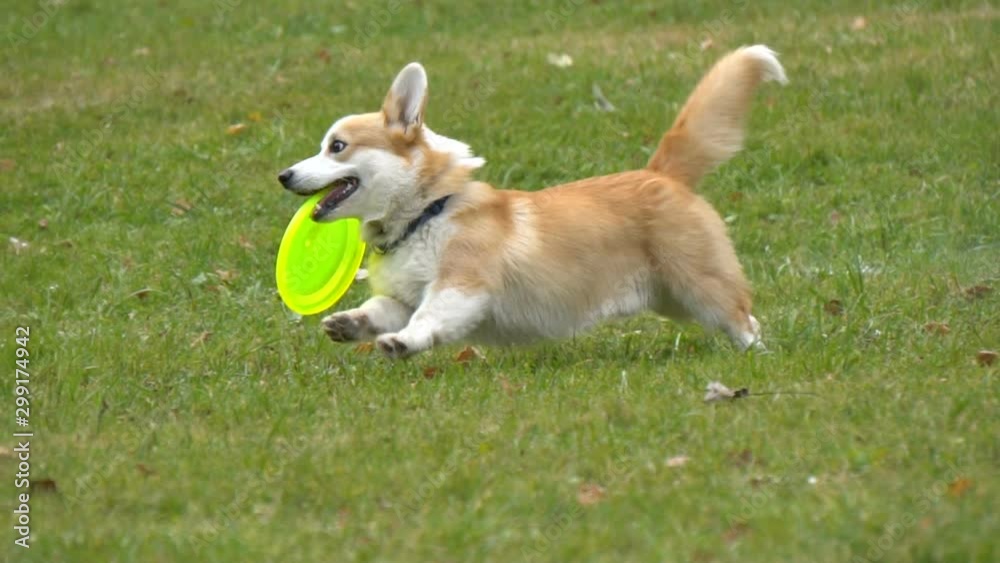 Welsh corgi running with the disc on freedom Welsh corgi running with the disc on freedom