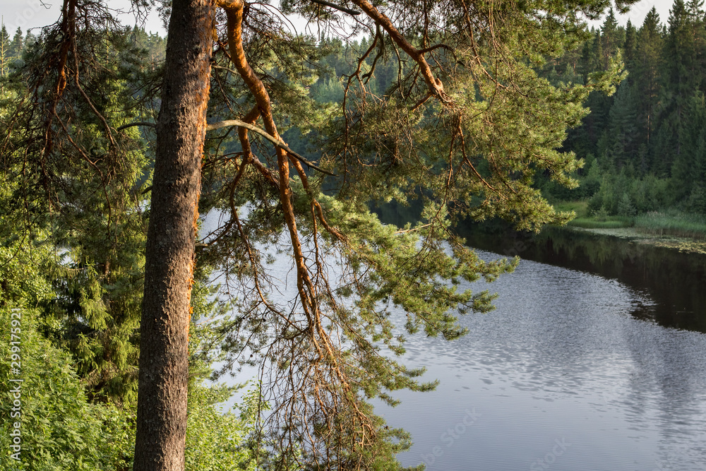 pine on the high bank of the river