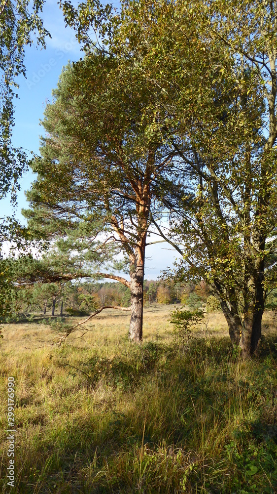 Fototapeta premium Herbstlandschaft rund um den Schlangenberg