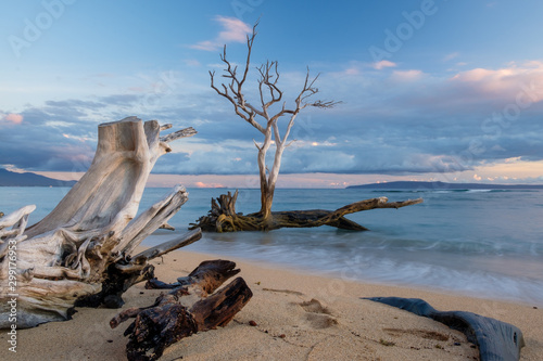 Scenic Maui beach with driftwood and a dry tree